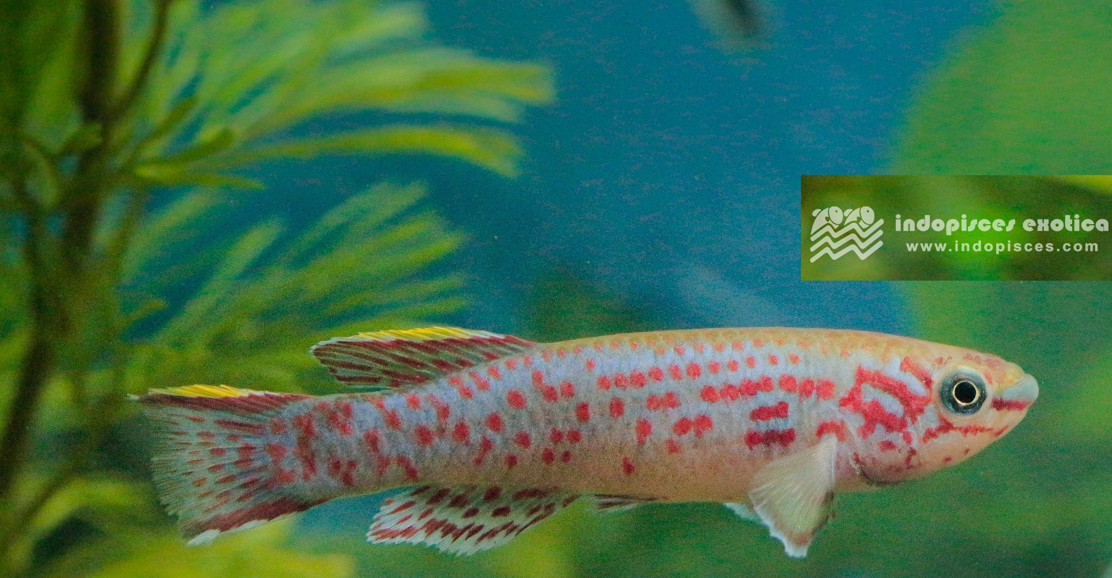 Aphyosemion Gardneri Stell